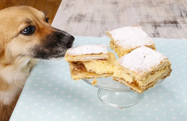 Chien volant un gâteau — Photo