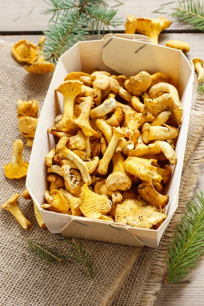 Cantharellus cibarius. Champignons dans le panier . — Photo