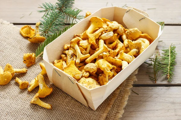 Cantharellus cibarius. Pilze im Korb. — Stockfoto