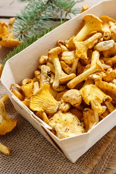 Cantharellus cibarius. Pilze im Korb. — Stockfoto