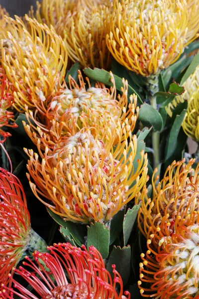 Leucospermum cordifolium 花 (枕形普罗蒂亚) — 图库照片