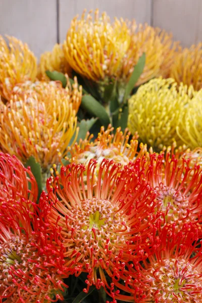 Leucospermum cordifolium 花 (枕形普罗蒂亚) — 图库照片