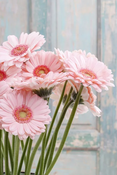 Strauß rosa Gerbera Gänseblümchen — Stockfoto