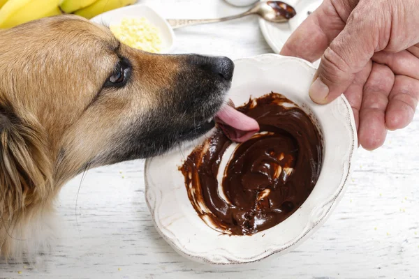 Dog licking chocolate — Stock Photo, Image