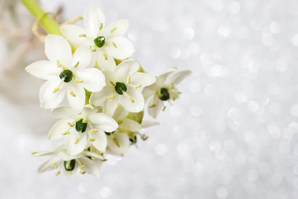 Spring background with arabian star flower (ornithogalum arabicu — Stock Photo, Image