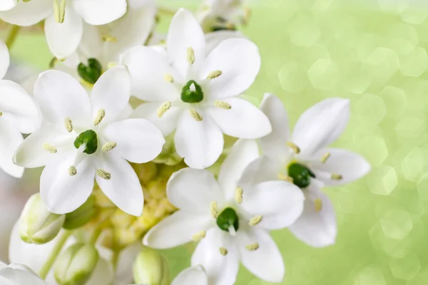 Spring background with arabian star flower (ornithogalum arabicu — Stock Photo, Image