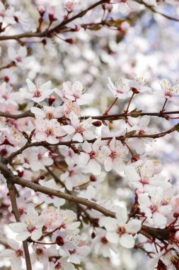 çiçek açan kiraz ağacı dalı.