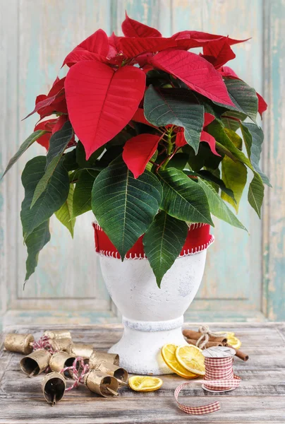 Il fiore di poinsettia (Euphorbia pulcherrima ) — Foto Stock