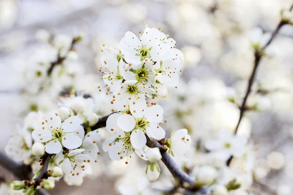 Blooming branch of cherry tree. — Stock Photo, Image