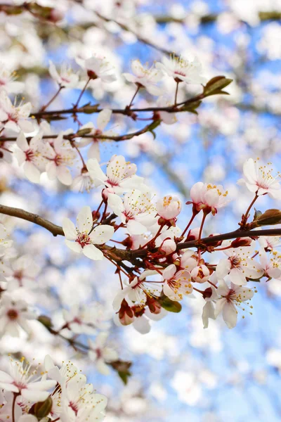 桜の花をつけた枝. — ストック写真