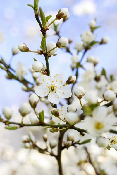 Blooming branch of cherry tree. — Stock Photo, Image