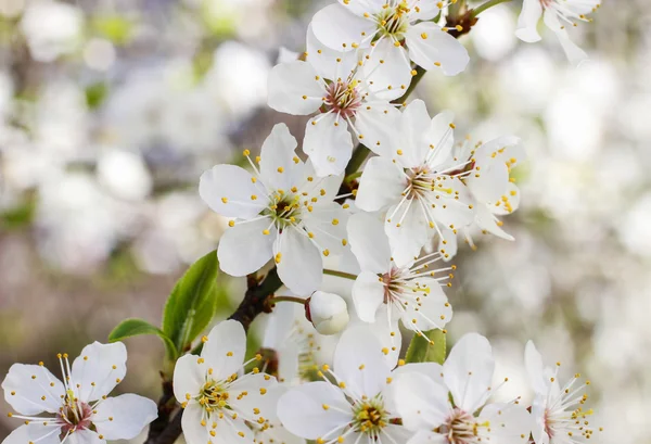 Blooming branch of cherry tree. — Stock Photo, Image