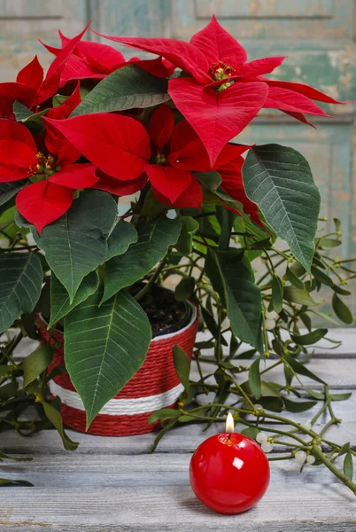 Il fiore di poinsettia (Euphorbia pulcherrima ) — Foto Stock