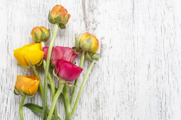 Roze Perzisch buttercup bloemen (Boterbloem) op wit hout — Stockfoto
