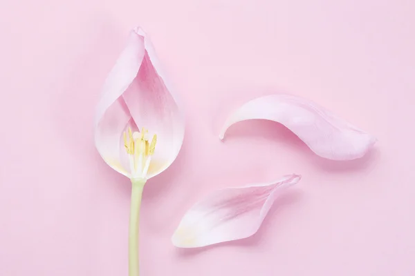 Tulipanes rosados sobre fondo rosado — Foto de Stock