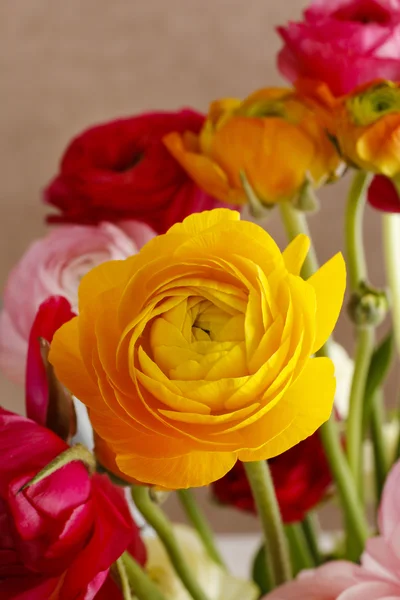 Bunte persische Hahnenfußblumen (Hahnenfuß)) — Stockfoto