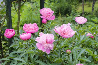 Bahçedeki pembe şakayıklar