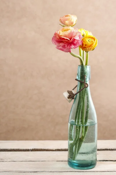 Färgglada Persiska buttercup blommor (ranunculus) — Stockfoto
