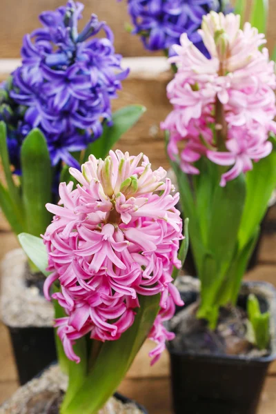 Hyacint květiny — Stock fotografie