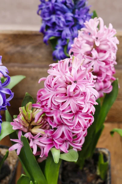 Hyacinth flowers — Stock Photo, Image