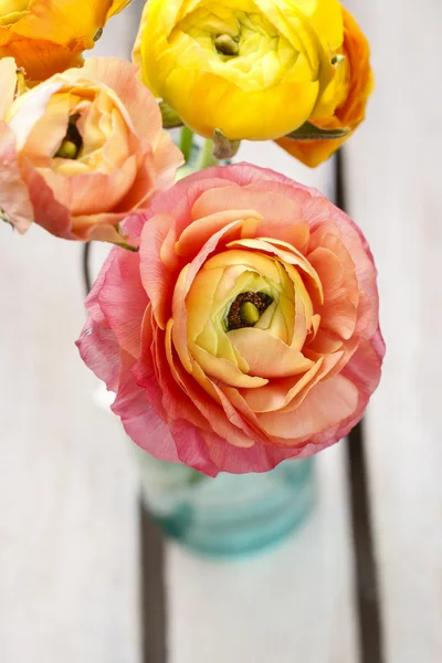 Färgglada Persiska buttercup blommor (ranunculus) — Stockfoto