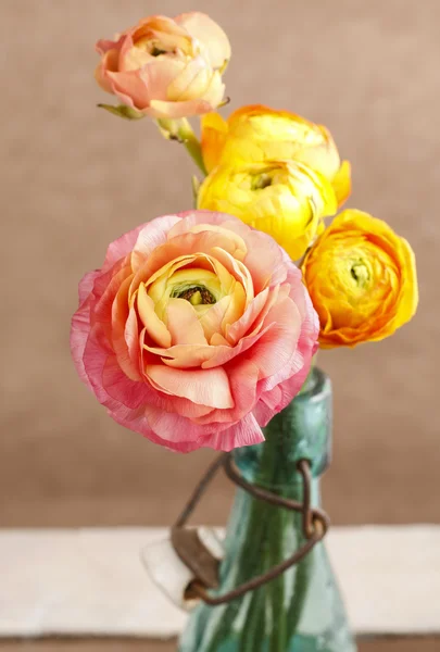 Coloridas flores de buttercup persas (ranunculus) — Foto de Stock