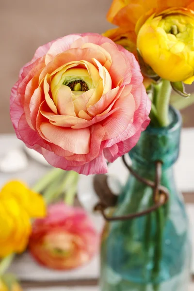 Colorful persian buttercup flowers (ranunculus) — Stock Photo, Image