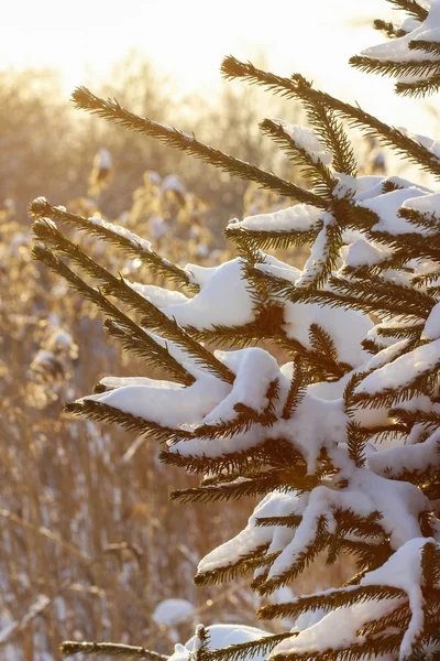 雪在阳光明媚的冬日下的冷杉 — 图库照片