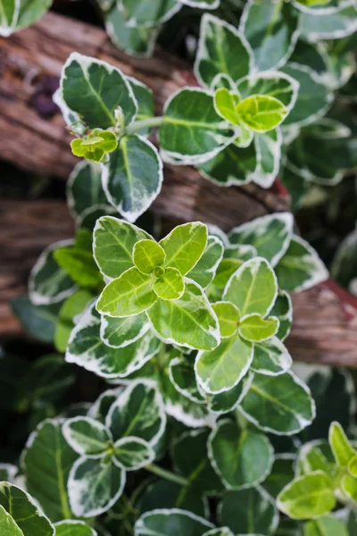 Euonymus fortunei (fuso da fortuna ) — Fotografia de Stock