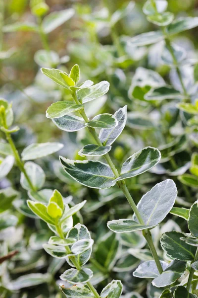 Euonymus fortunei (Glücksspindel)) — Stockfoto