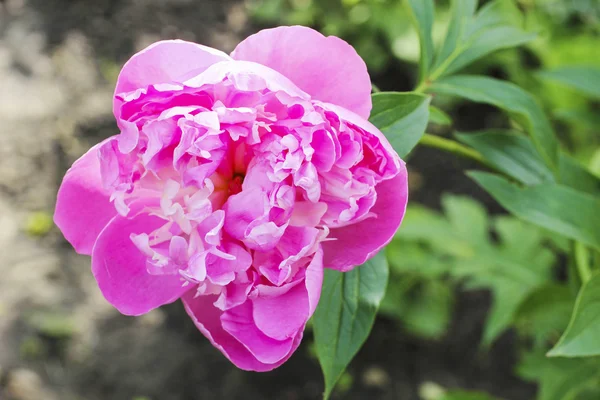 Rosa pioner i trädgården — Stockfoto