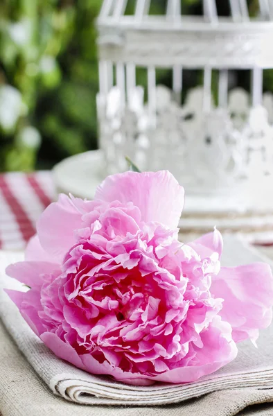 Hermosas peonías rosadas — Foto de Stock