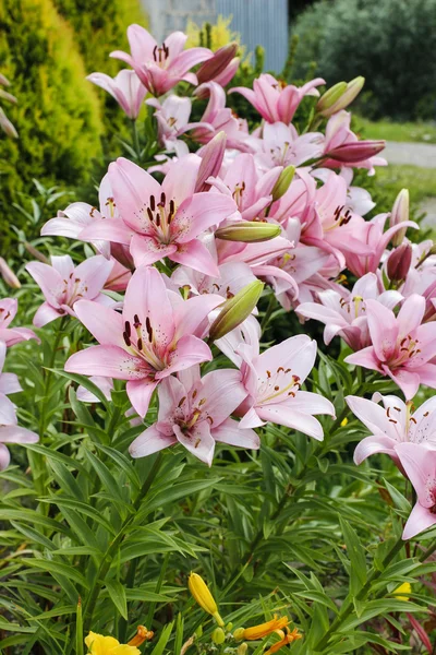 Lily flores no jardim — Fotografia de Stock