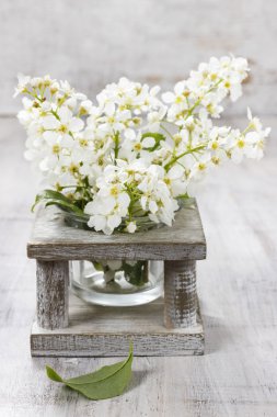 Kuş kiraz ahşap arka plan üzerinde. 