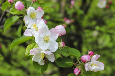 Çiçek açan bahar orchard elma dalında