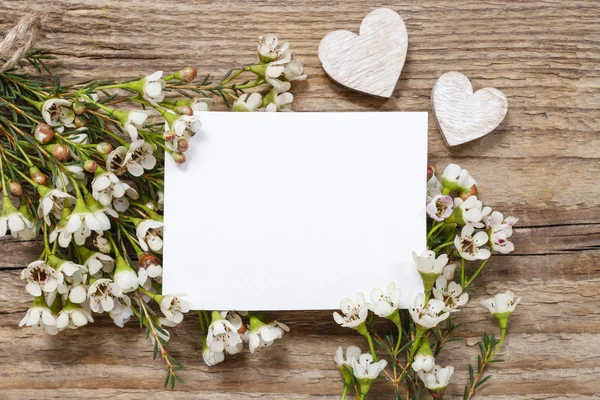 Tarjeta en blanco entre flores de camelaucio (flor de cera ) — Foto de Stock