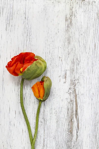 Fleurs de pavot sur fond en bois — Photo