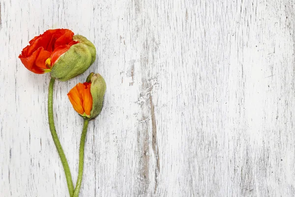 Mák květiny na dřevěné pozadí — Stock fotografie