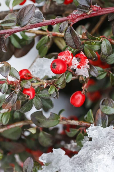 Red berries (cotoneaster horizontalis) under snow. — Stock Photo, Image