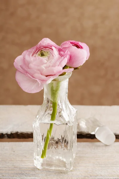 Pink persian buttercup flowers (ranunculus) in crystal vase — Stock Photo, Image