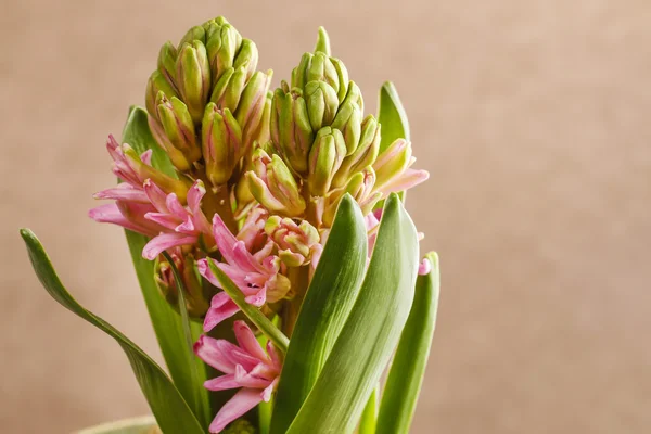 Fiore di giacinto rosa — Foto Stock