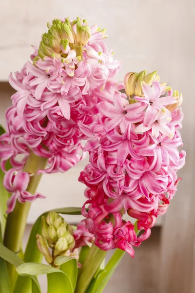 Pink hyacinth flowers — Stock Photo, Image