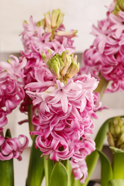 Flores de jacinto rosa — Fotografia de Stock
