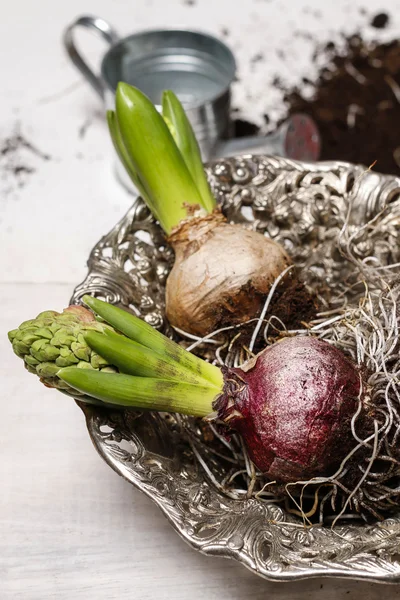 Planten van hyacinten bloemen — Stockfoto