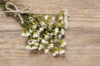 Chamelaucium çiçek (waxflower arasında boş kartı)