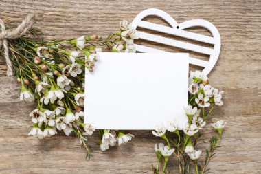 Chamelaucium çiçek (waxflower arasında boş kartı)