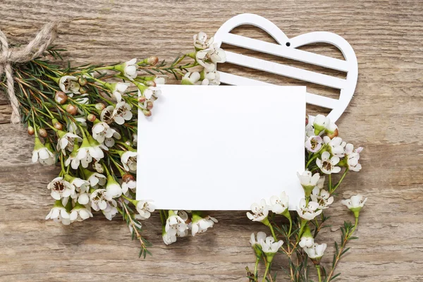 Tarjeta en blanco entre flores de camelaucio (flor de cera ) — Foto de Stock