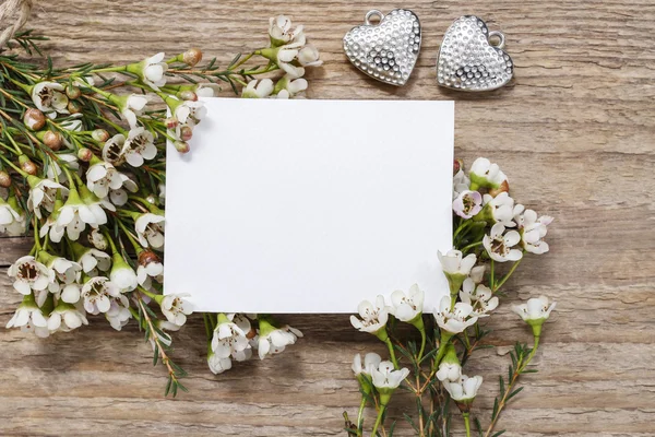 Tarjeta en blanco entre flores de camelaucio (flor de cera ) — Foto de Stock