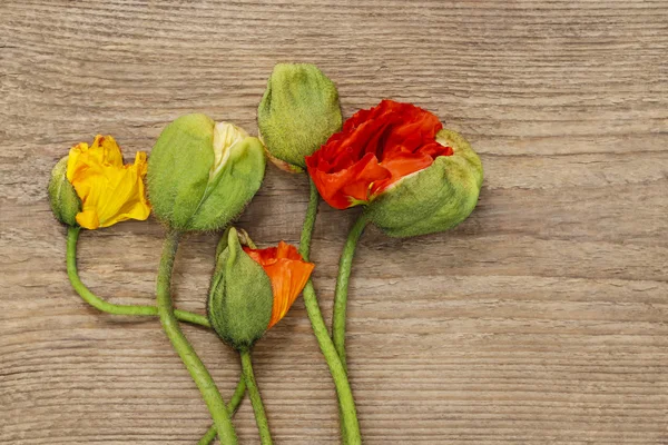 木製の背景にケシの花 — ストック写真