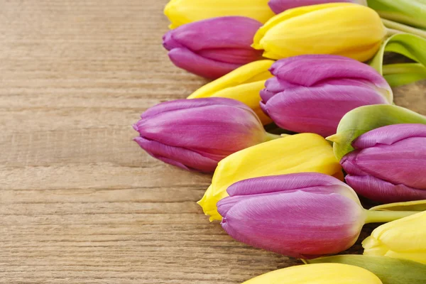 Yellow and violet tulips — Stock Photo, Image